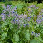 Aromatiques - Bourrache Officinale - face recto